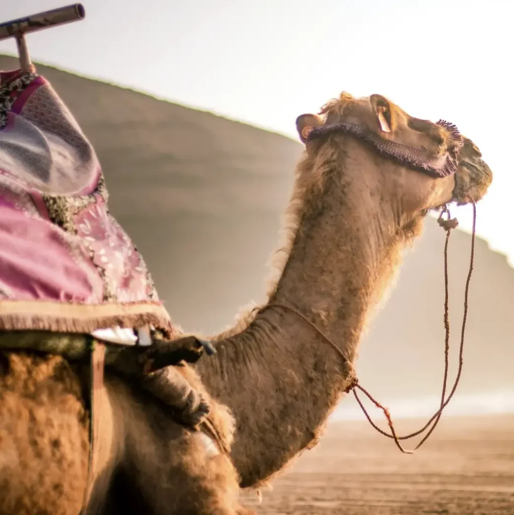 moroccan tours elhatisurfcamp